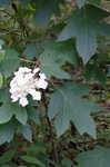 Oakleaf hydrangea